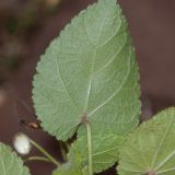 Sparmannia africana