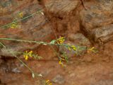 Gonocytisus angulatus. Верхушка побега с соцветиями с цветками и завязавшимся плодом. Турция, Анталья, р-н Аланья, левый борт долины р. Дим, окр. пещеры Дим, на склоне у дороги на краю соснового леса. 22.08.2018.