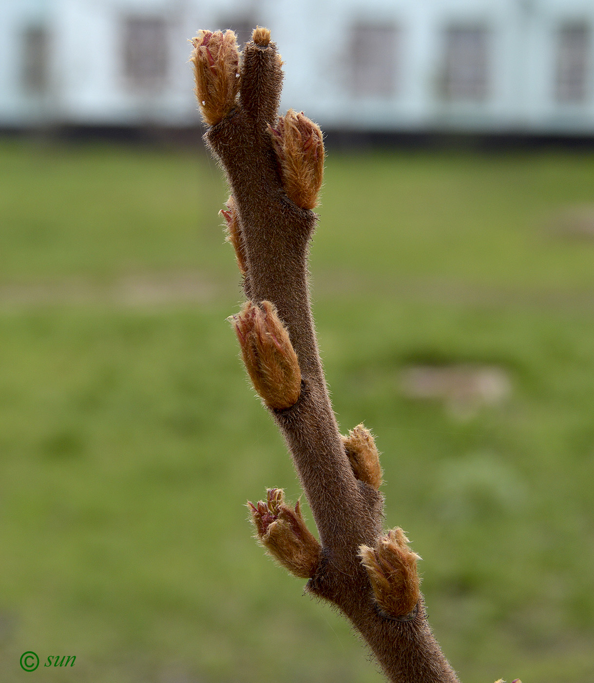 Image of Rhus typhina specimen.