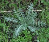 Cirsium vulgare