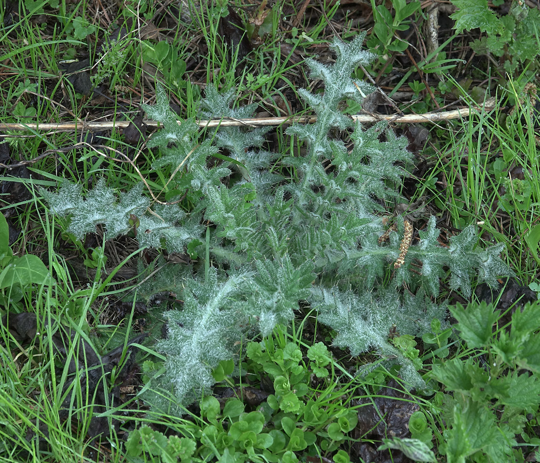 Image of Cirsium vulgare specimen.