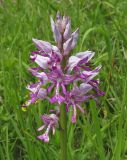 Orchis militaris подвид stevenii. Соцветие. Краснодарский край, Туапсинский р-н, пгт Джубга, опушка искусственного леса из сосны крымской на окраине посёлка. 11 мая 2019 г.