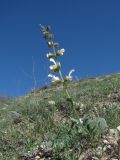 Salvia verbascifolia