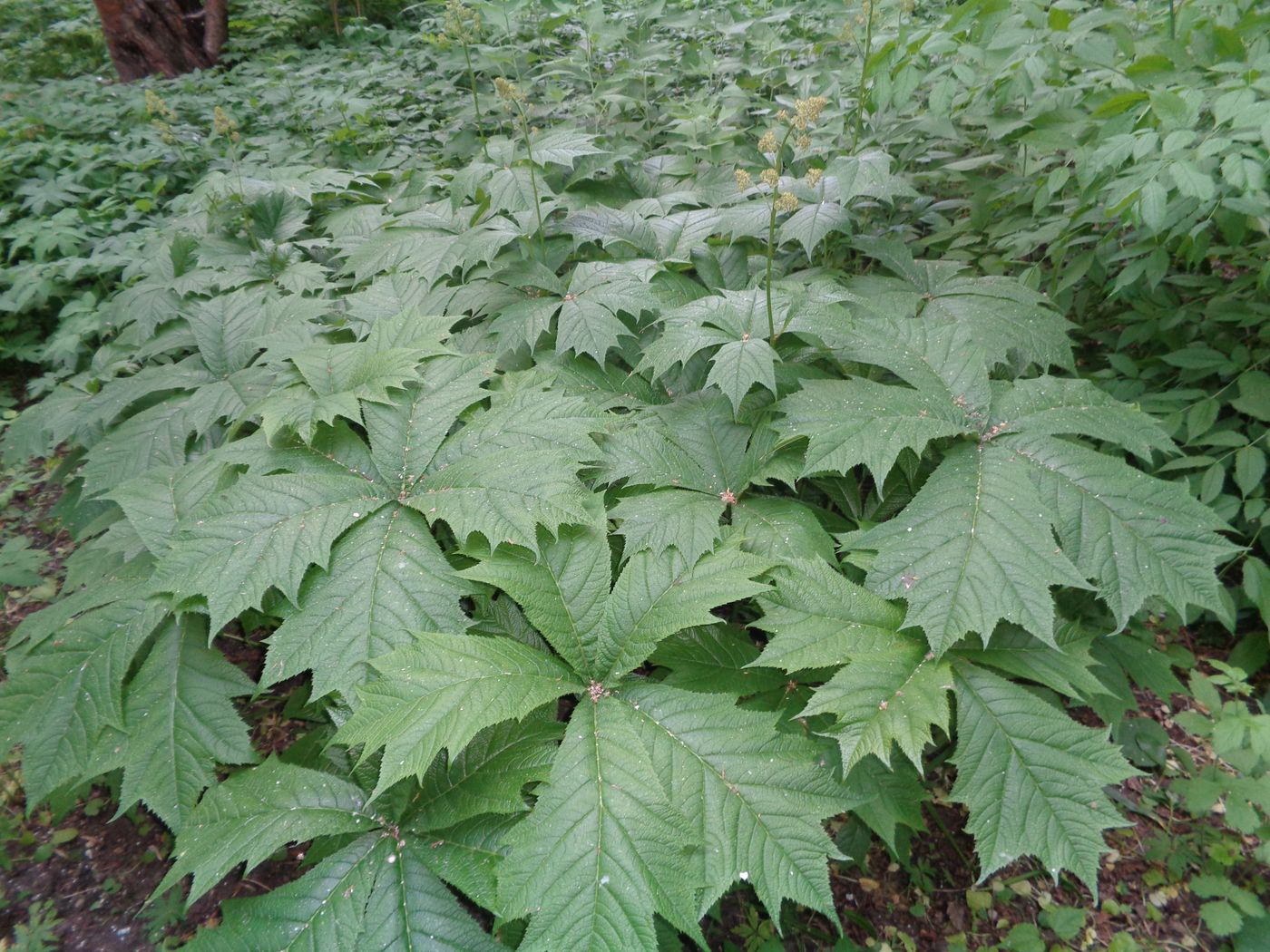 Изображение особи Rodgersia podophylla.