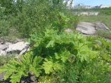 Heracleum sosnowskyi. Бутонизирующее растение. Тверская обл., г. Тверь, Заволжский р-н, окр. Вагоностроительного завода, пустырь. 09.06.2019.