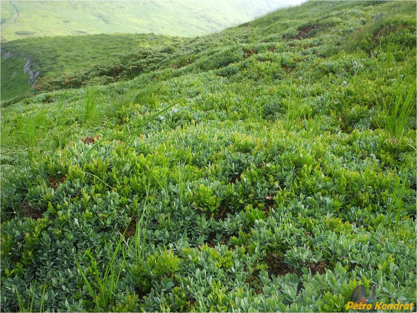 Изображение особи Salix rhaetica.