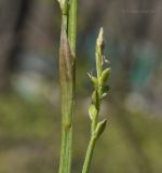 Carex siderosticta. Часть побега с соцветием. Приморский край, Шкотовский р-н, пос. Подъяпольск, склон, поросший кустарником и переходящий в овраг. 03.05.2019.