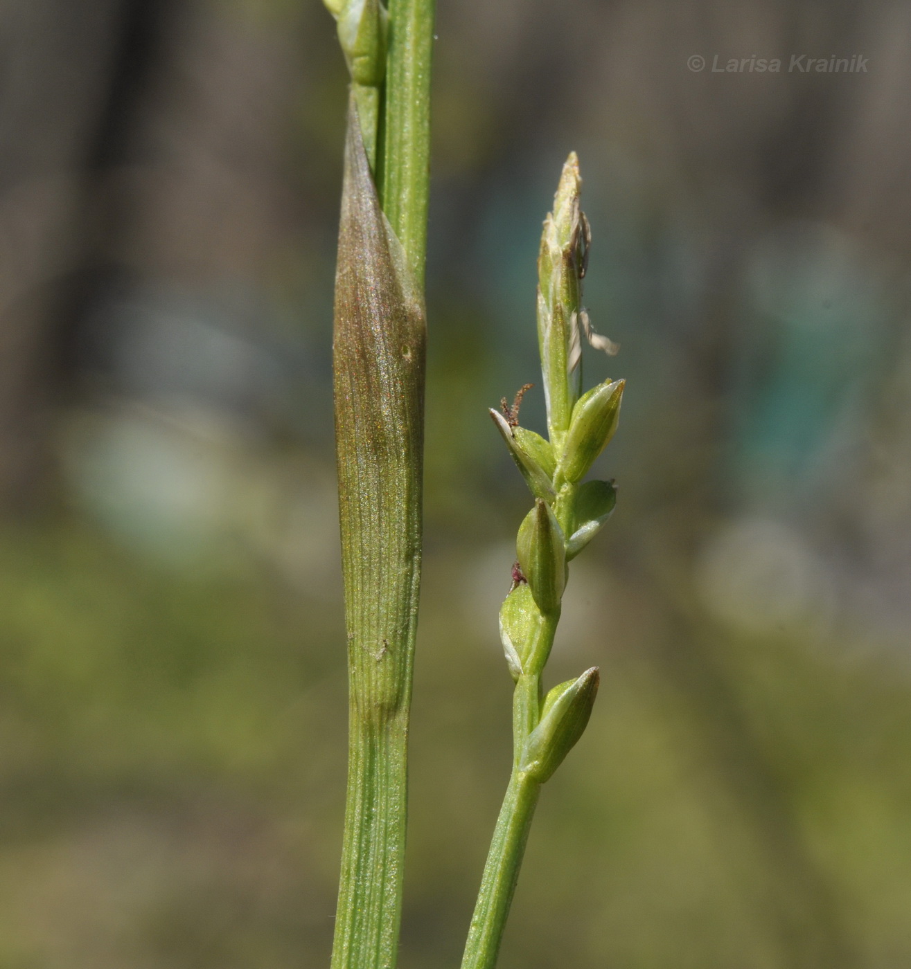 Image of Carex siderosticta specimen.