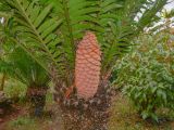 Encephalartos hildebrandtii