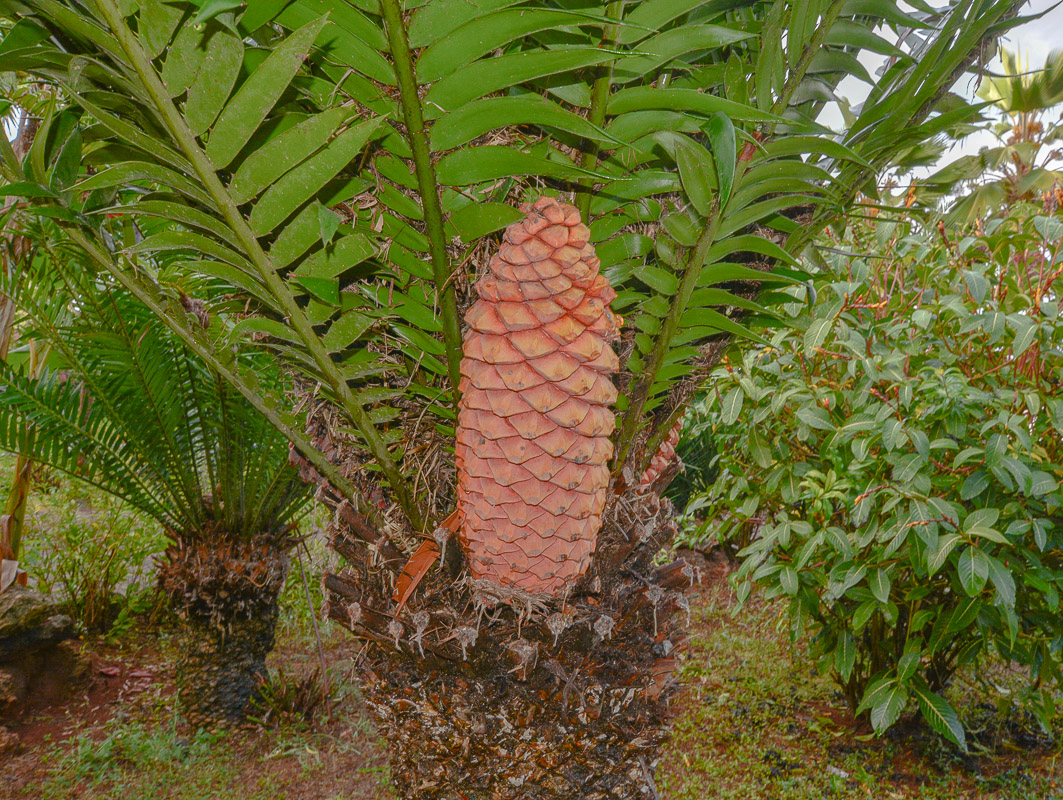 Изображение особи Encephalartos hildebrandtii.