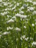 Allium zebdanense