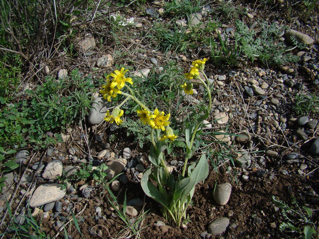 Изображение особи Ligularia philanthrax.