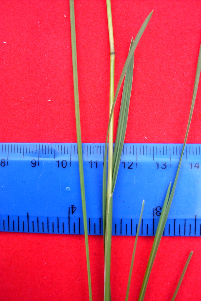 Image of Poa angustifolia specimen.