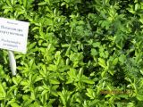 Pachysandra terminalis. Вегетирующее растение. Волгоград, Ботсад ВГСПУ, в культуре. 30.08.2019.