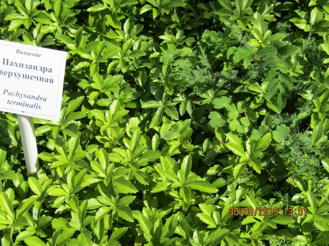 Image of Pachysandra terminalis specimen.