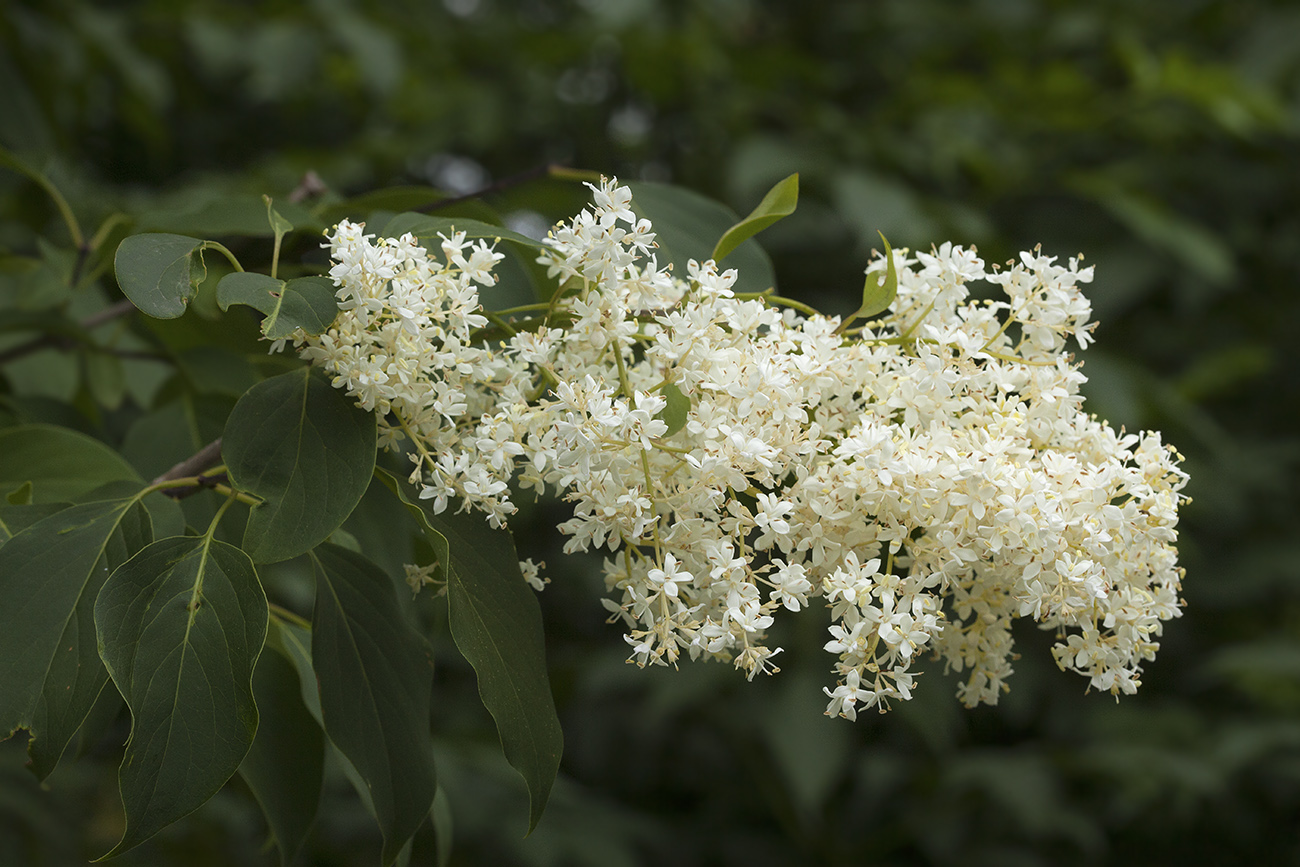 Изображение особи Syringa amurensis.