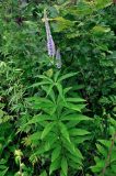 Veronicastrum sibiricum. Цветущее растение. Приморье, Тернейский р-н, устье р. Джигитовка, заросли кустарников у реки. 04.08.2012.