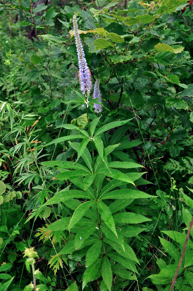 Изображение особи Veronicastrum sibiricum.