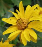 Heliopsis helianthoides ssp. scabra