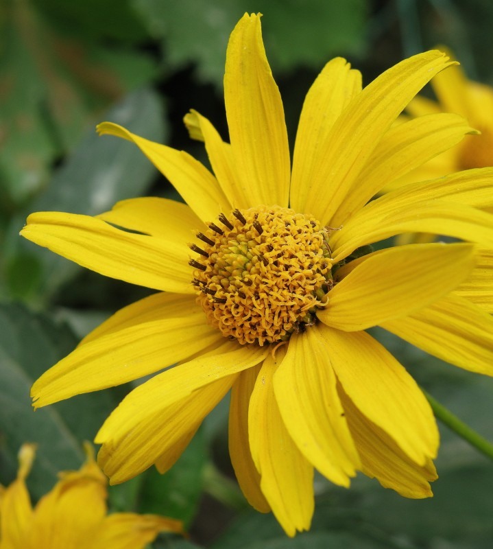 Изображение особи Heliopsis helianthoides ssp. scabra.