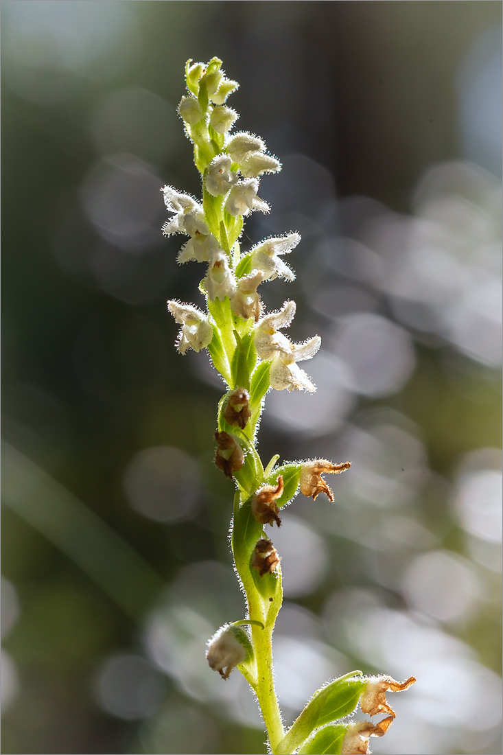 Image of Goodyera repens specimen.