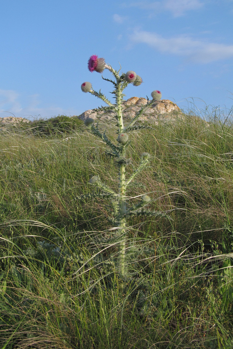 Изображение особи Carduus uncinatus ssp. davisii.