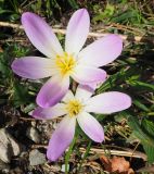 Colchicum speciosum. Цветки. Карачаево-Черкесия, Домбай, долина р. Домбай-Ульген, поляна на опушке леса. 30.08.2019.