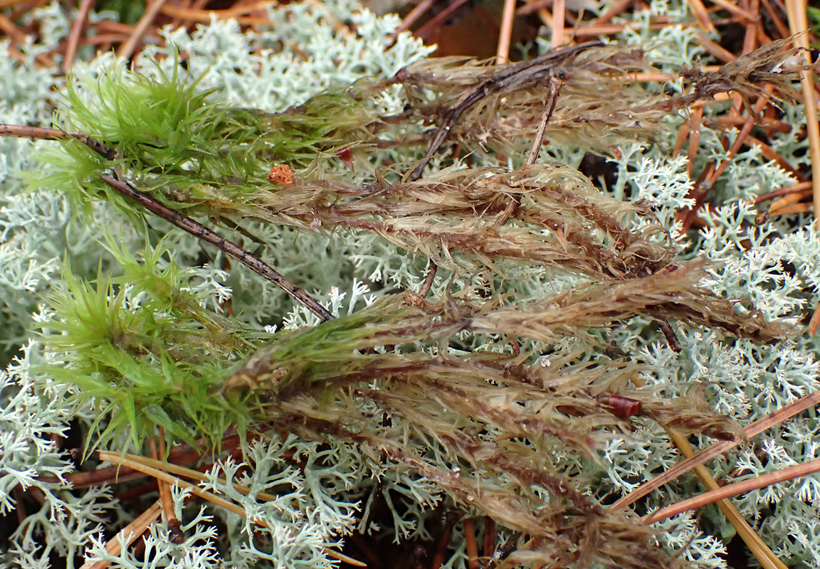 Image of Dicranum polysetum specimen.