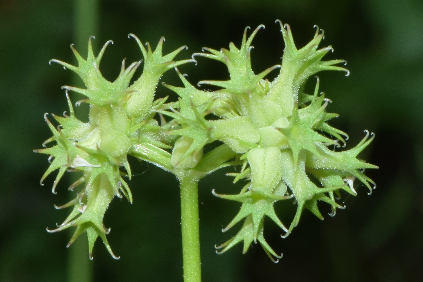 Image of Valerianella dactylophylla specimen.