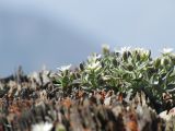 Stellaria turkestanica. Растение в цвету. Таджикистан, Согдийская обл., р-н Деваштич; Памиро-Алай, гребень Туркестанского хребта в р-не перевала Обурдон; разреженный криофитон на россыпи расслоившейся материнской породы, выс. 3905 м н.у.м. 5 августа 2019 г.