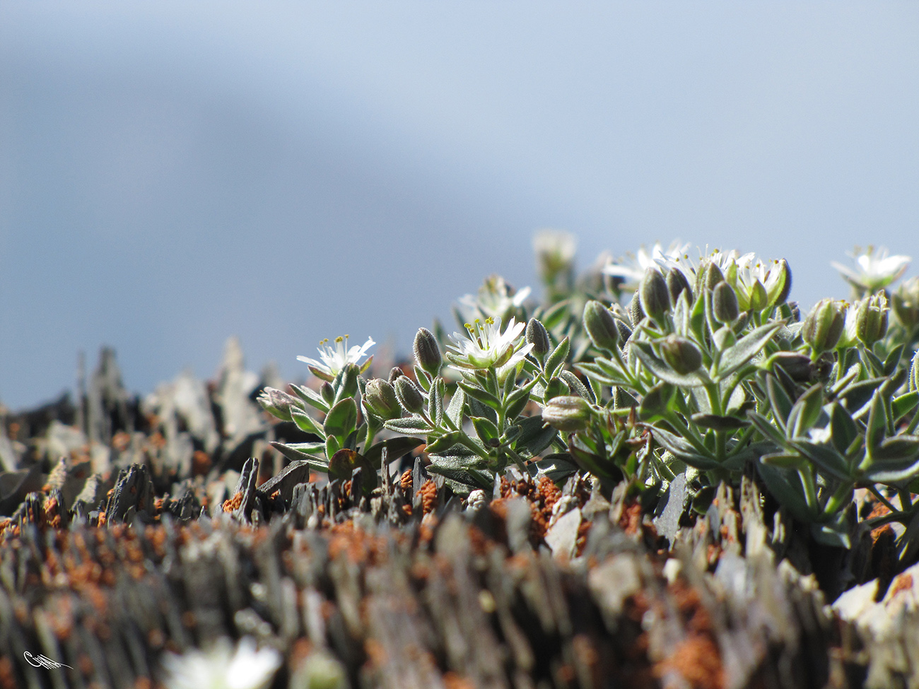 Image of Stellaria turkestanica specimen.