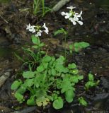 Cardamine tenera. Цветущее растение на влажном месте в лесу. Азербайджан, Ленкоранский р-н, Гирканский национальный парк. 11.04.2010.