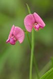 Lathyrus sylvestris