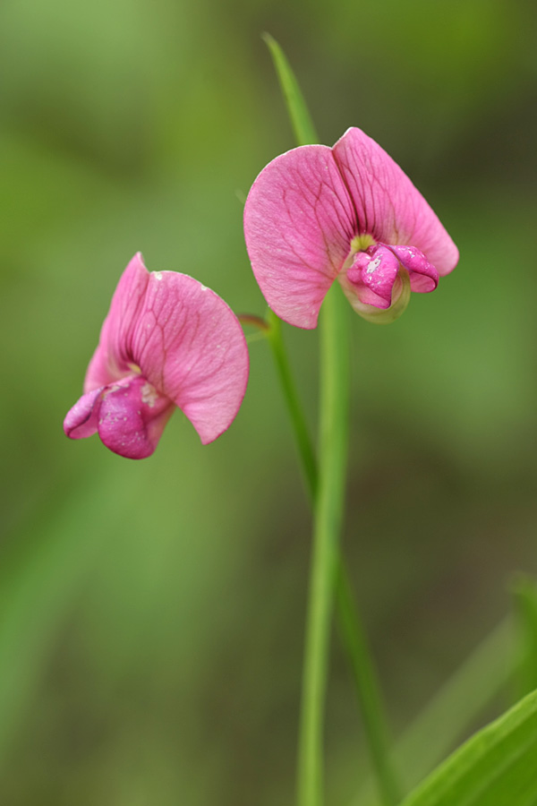 Изображение особи Lathyrus sylvestris.