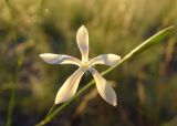 Dianthus leptopetalus