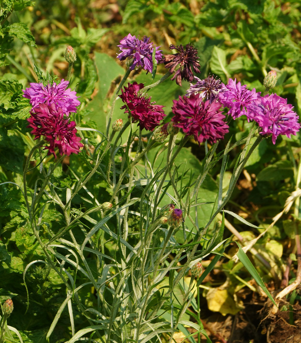 Image of Centaurea cyanus specimen.