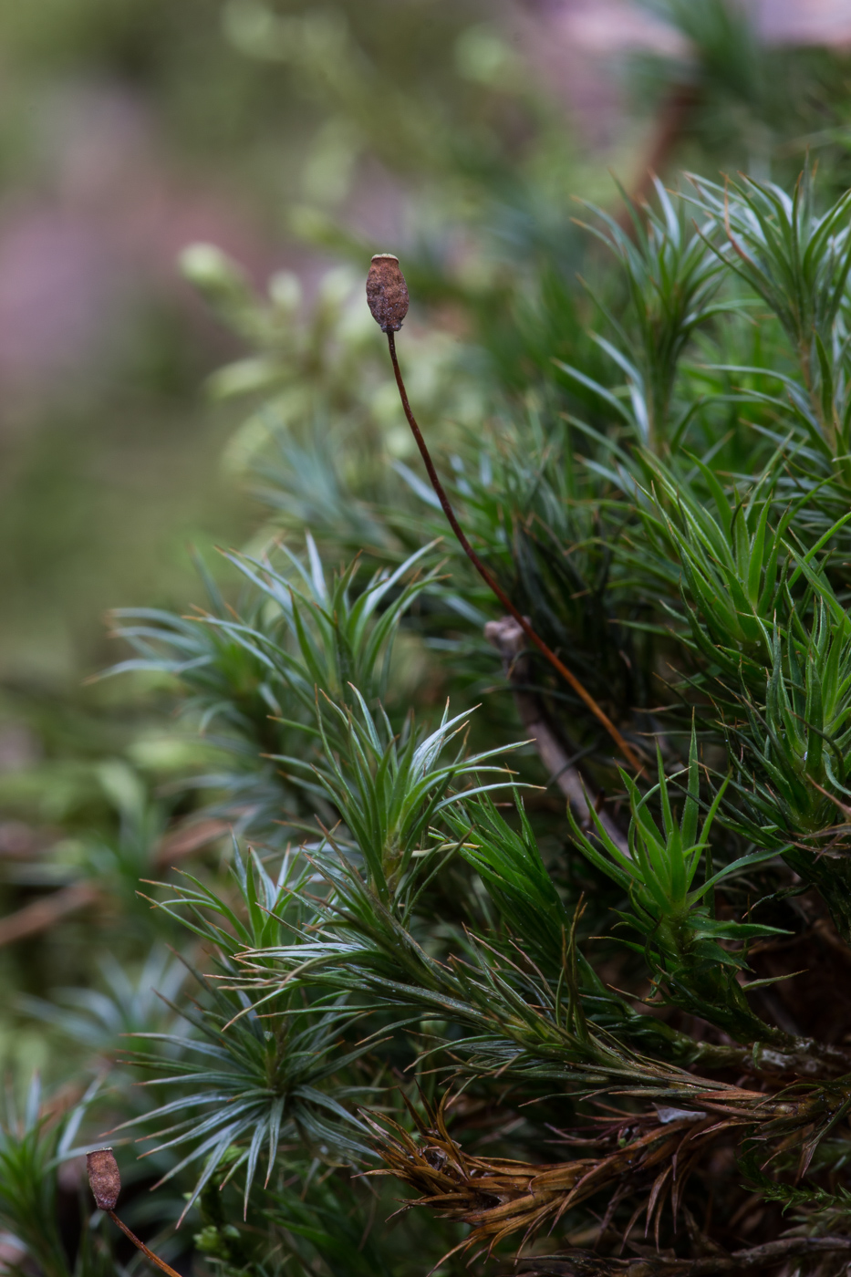 Изображение особи Polytrichum commune.