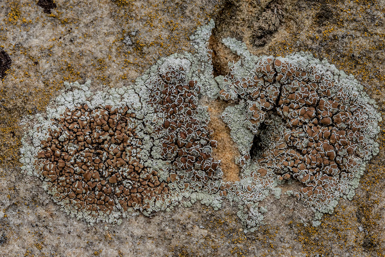 Изображение особи Lecanora muralis.