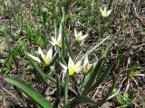 Tulipa dasystemonoides. Цветущие растения в мезопонижении на крупнокаменистом склоне. Казахстан, Угамский хребет в р-не Сайрамского пика, выс. около 2600 м н.у.м., истоки р. Сазаната. 28.05.2018.