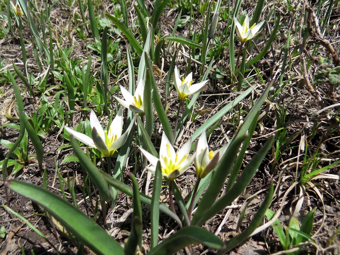 Image of Tulipa dasystemonoides specimen.