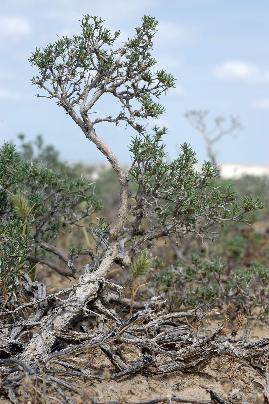 Изображение особи Arthrophytum lehmannianum.