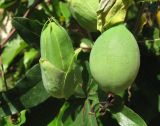 Passiflora caerulea. Бутон и незрелый плод. Южный Берег Крыма, Артек. 25 июля 2010 г.