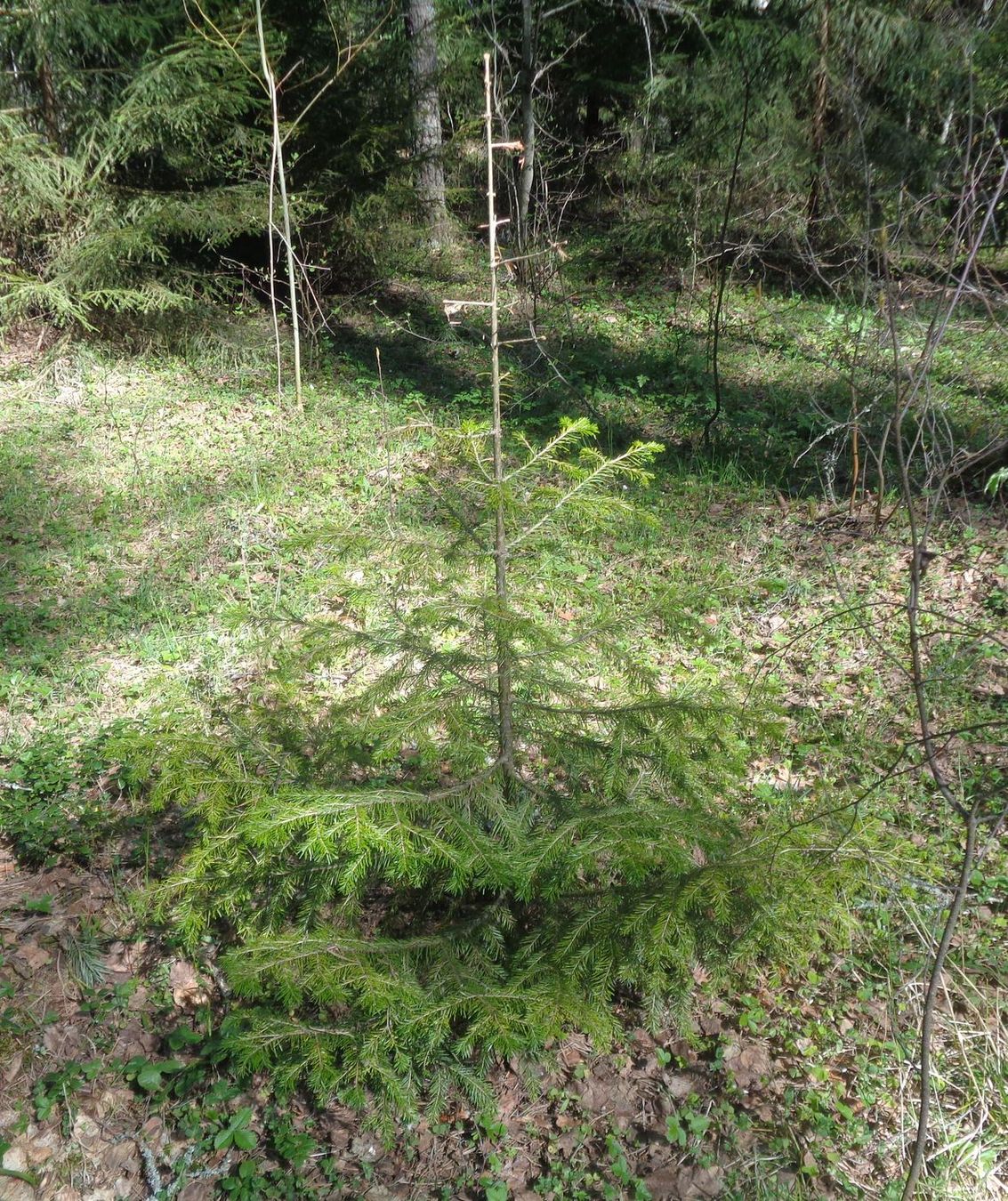 Image of Abies sibirica specimen.