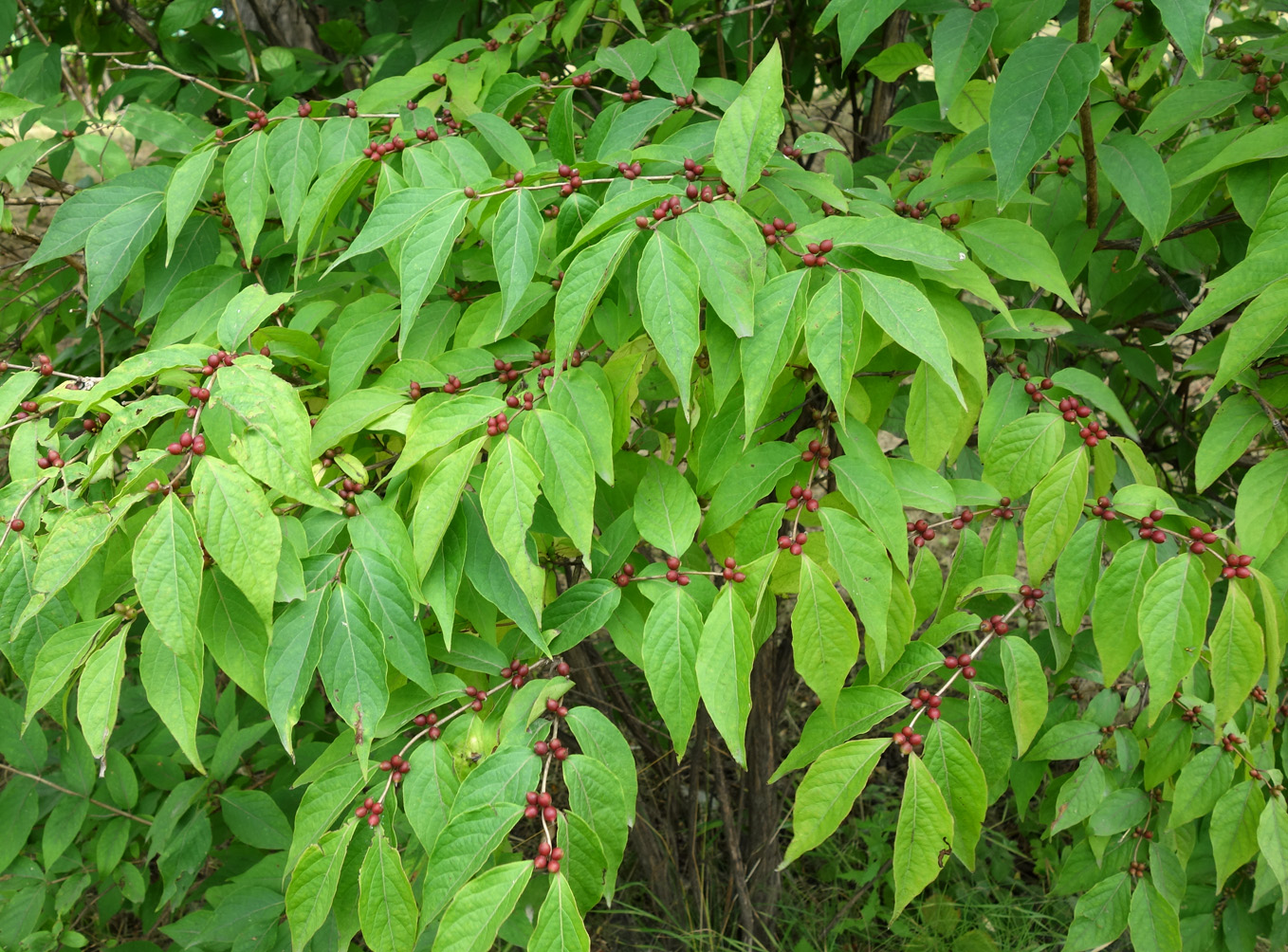 Image of Lonicera maackii specimen.