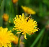 Scorzoneroides autumnalis