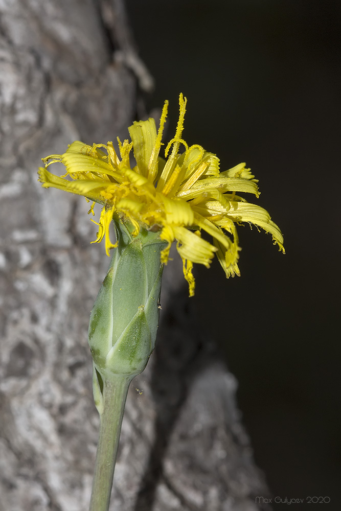 Image of Scorzonera crispa specimen.