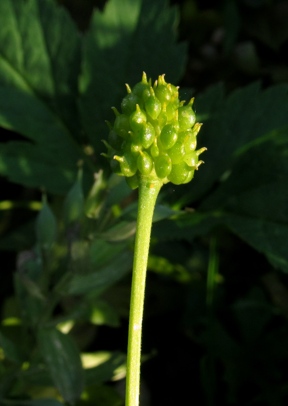 Изображение особи Ranunculus manensis.