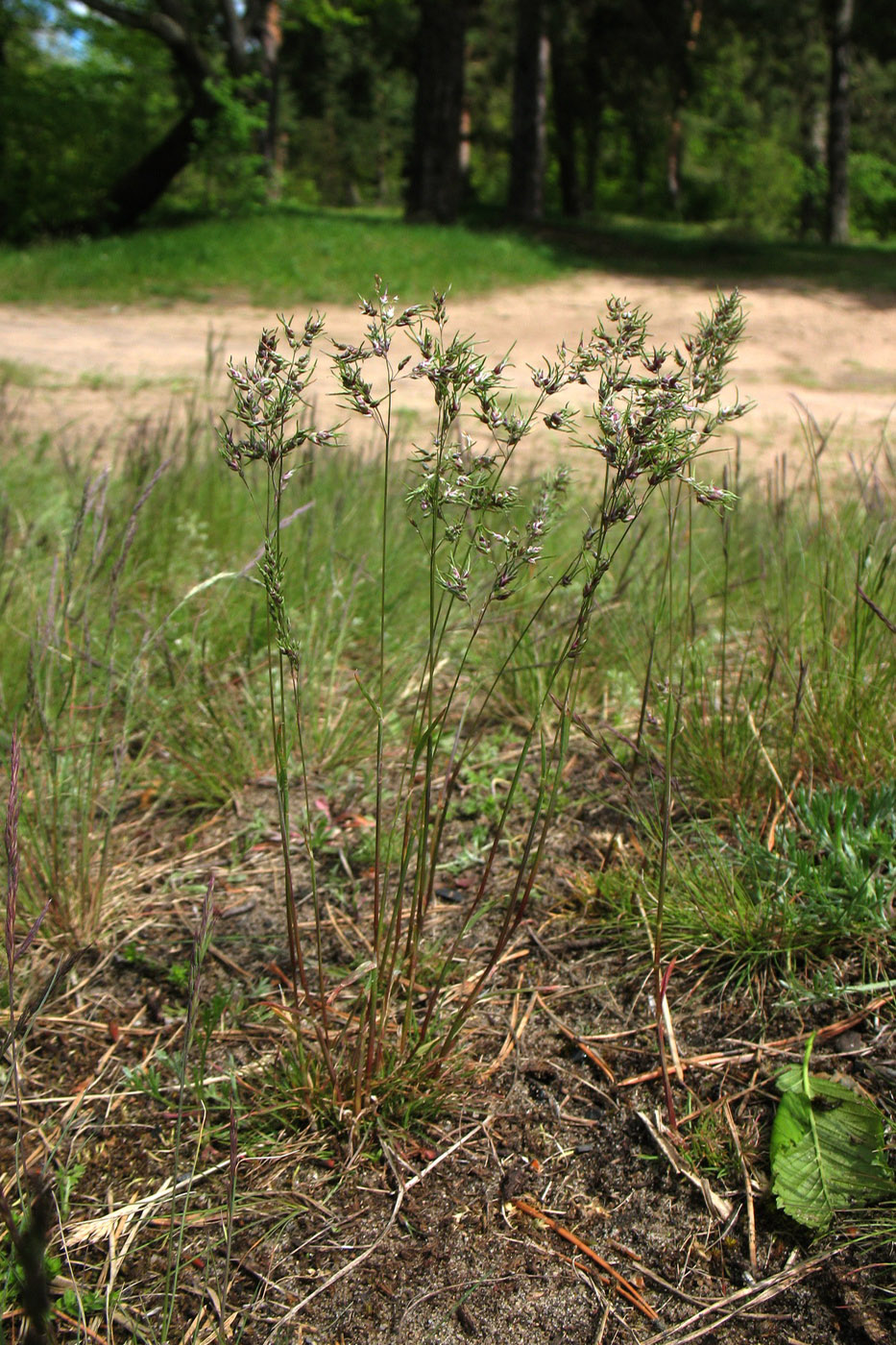 Изображение особи Poa bulbosa ssp. vivipara.