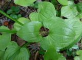 Maianthemum dilatatum