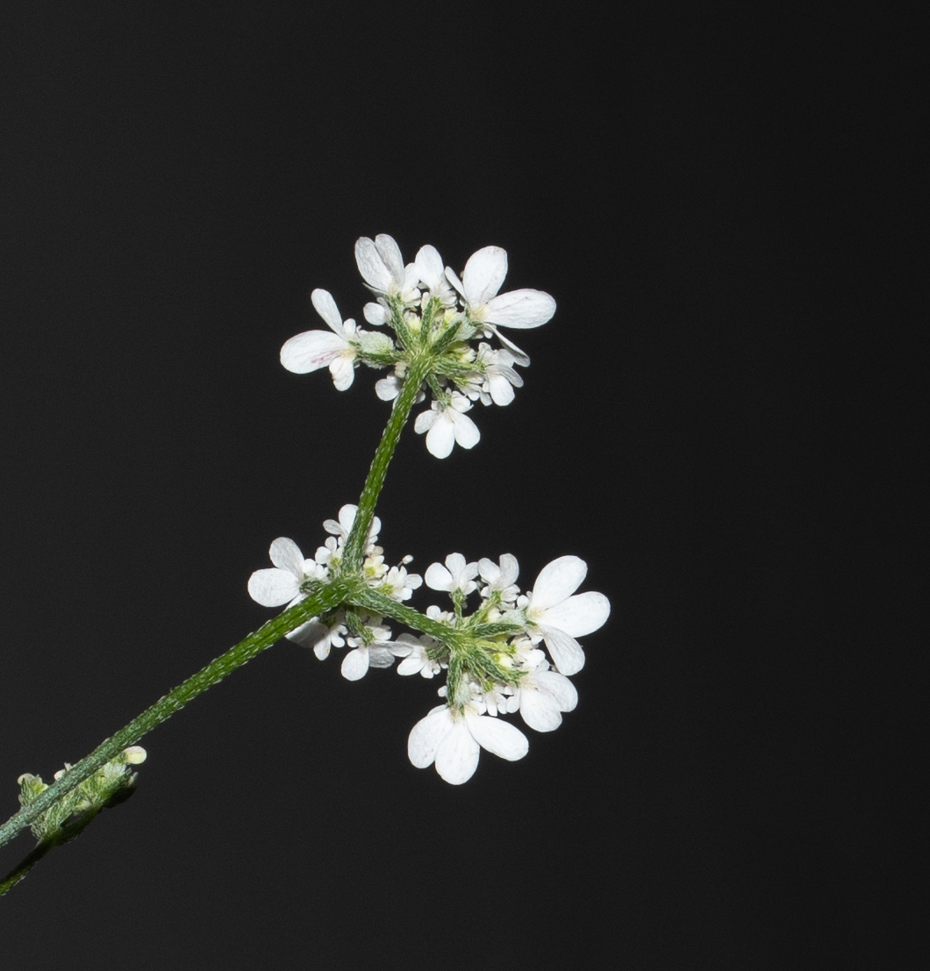 Image of Tordylium carmeli specimen.